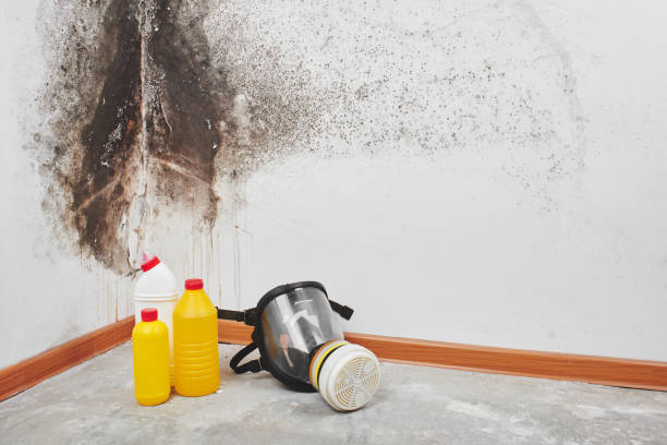 Best Residential Mold Removal  in Orion, IL