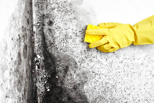 Best Professional Mold Removal  in Orion, IL