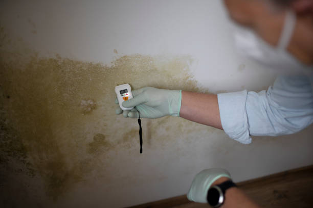 Crawl Space Mold Removal in Orion, IL