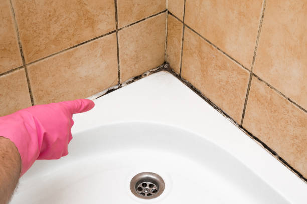 Best Mold Testing  in Orion, IL
